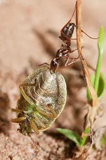 Vespoidea: Red Ant (Formica rufa) carrying a stink bug (Palomena