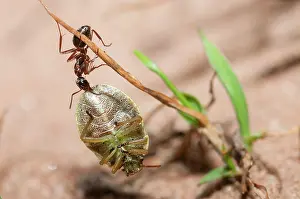 Vespoidea: Red Ant (Formica rufa) carrying a stink bug (Palomena