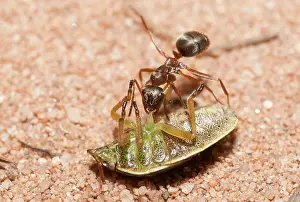 Cutting: Red Ant (Formica rufa) cutting the legs of a stink