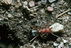 Mouthparts: Red Ant Worker