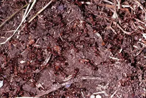 Ants: RED ANTS