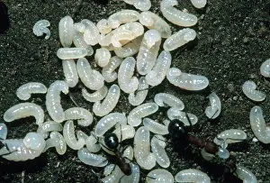 Tending: Red Ants and Larvae