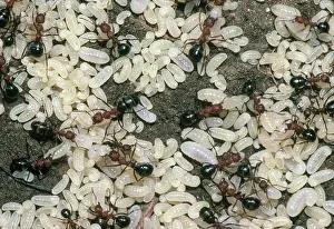 Tending: Red Ants and Larvae