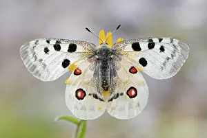 Parnassius: Red Apollo (parnassius apollo) with wings spread