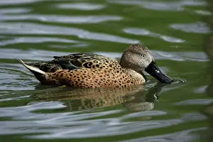 Shovelers: Red / Argentinian Shoveler - swimming on lake
