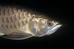 Formosus: Red / Asian ARAWANA / Aruana / Arowana - Close