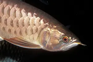 Formosus: Red / Asian ARAWANA / Aruana / Arowana - head and scales