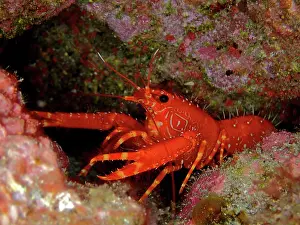 Lobster: Red Atlantic Reef Lobster (Enoplometopus antillensis)
