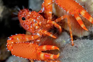 Lobster: Red atlantic ref lobster (Enoplometopus antillen