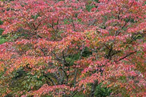 Kentucky: Red autumn leaves, Kentucky