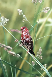 Strawberry: RED AVADAVIT / Strawberry Finch - perched on grass stem