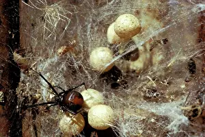 Sacs: Red-back Spider - Female and egg sacs in old tin