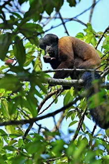 Guyana: Red-backed Bearded Saki Monkey - eating fruit Rewa