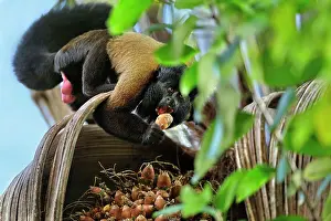Guyana: Red-backed Bearded Saki Monkey - eating palm tree