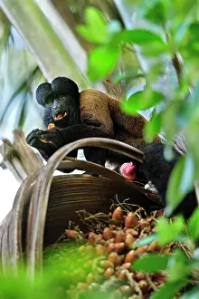 Guyana: Red-backed Bearded Saki Monkey - eating palm tree