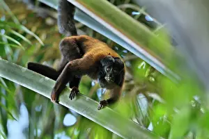 Guyana: Red-backed Bearded Saki Monkey Rewa River, Province