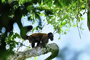 Guyana: Red-backed Bearded Saki Monkey Rewa River, Province