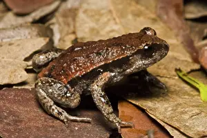 Coriacea: Red-backed Broodfrog