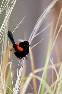 Melanocephalus: Red-backed Fairy-wren