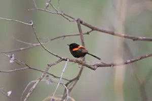 Melanocephalus: Red-backed Fairy-Wren