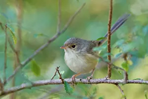 Melanocephalus: Red-backed Fairy Wren