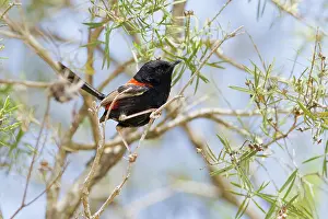 Melanocephalus: Red-backed Fairy-Wren