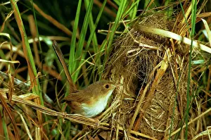 Melanocephalus: Red-backed Fairy-wren - Female at nest