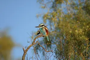 Todiramphus: Red-backed Kingfisher
