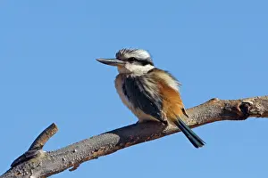 Todiramphus: Red-backed Kingfisher
