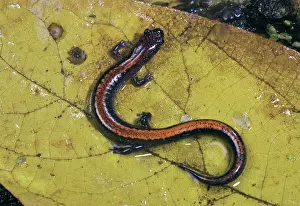 Redback: Red-Backed Salamander