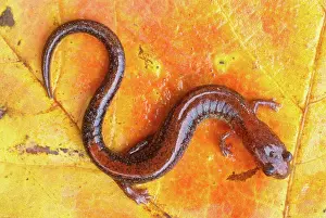 Plethodon: Red-backed Salamander