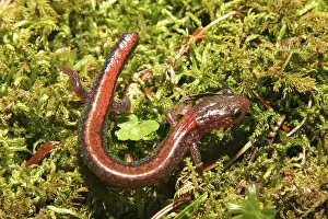 Plethodon: Red-backed Salamander