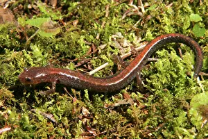 Plethodon: Red-backed Salamander