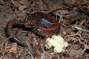 Brooding: Red-backed Salamander