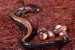 Cinereus: Red-backed Salamander