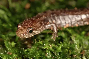 Herps: Red-backed Salamander