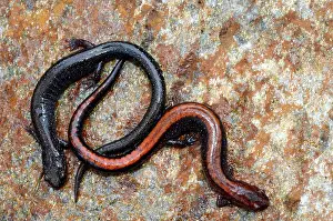 Morphs: Red-backed Salamanders