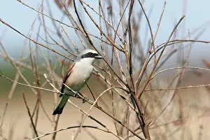 Collurio: Red-backed Shrike