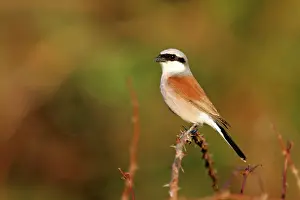 Collurio: Red-backed Shrike
