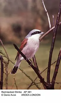 Collurio: Red-backed SHRIKE