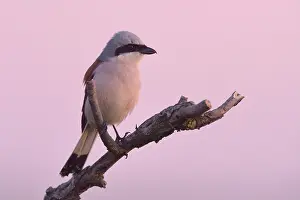 Collurio: Red-backed Shrike
