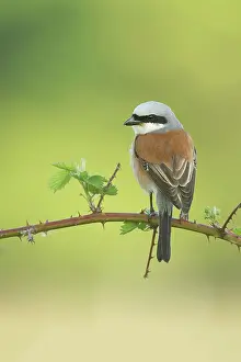 Collurio: Red-backed Shrike