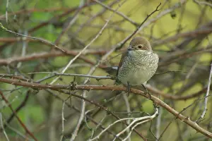 Collurio: Red-backed Shrike