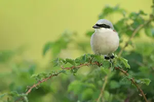 Collurio: Red-backed Shrike