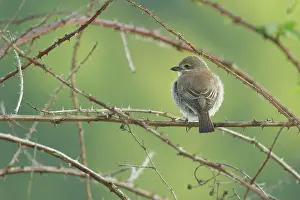 Collurio: Red-backed Shrike