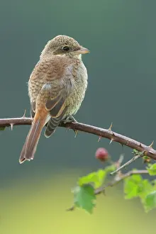 Collurio: Red-backed Shrike