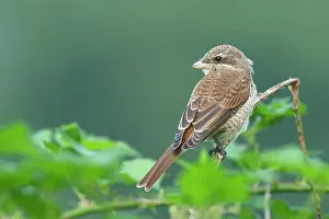 Collurio: Red-backed Shrike