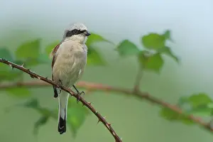 Collurio: Red-backed Shrike