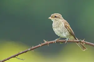 Collurio: Red-backed Shrike