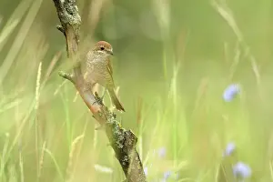Collurio: Red-backed Shrike